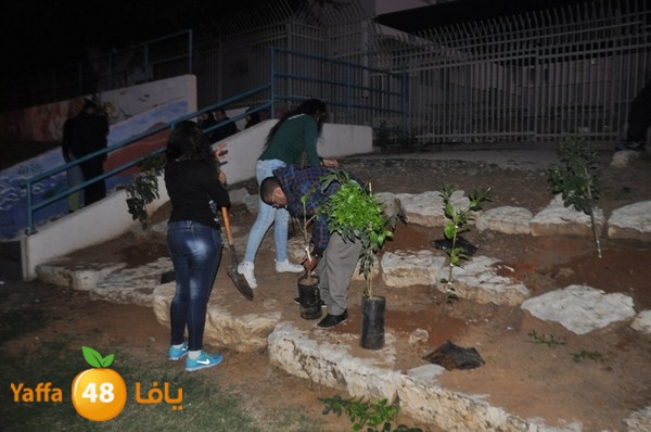 trees yaffa jamhairea (23).JPG